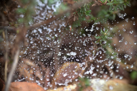 Spring. Snow fell on the twisted web of a spider. Closeup