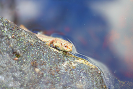 Mainland lizard sits on shore and then rapidly swims awayの写真素材