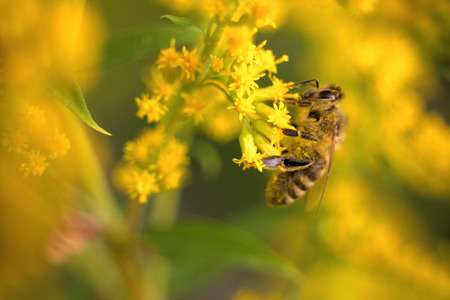 Bee collects nectar from yellow flowers Ladys bedstraw (Galium verum). Closeup shotの写真素材