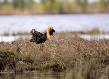 Gallant cavalier. Mating behaviour of ruffs (Philomachus pugna) n lek 1. Males with colored collars displaying and fightの写真素材