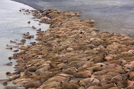Huge Atlantic walrus (Odobenus rosmarus rosmarus) asleep on each other among beach. Hear roars of beastsの写真素材