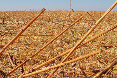 sunflower field after harvest. Dry stalks rustle in the wind