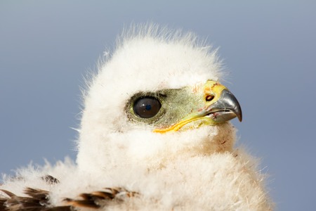  portrait Rough-legged Buzzard chick, close-up shot. Novaya Zemlya Archipelagoの写真素材
