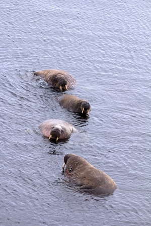 Atlantic walrus in shallow waters of  Barents sea.の写真素材
