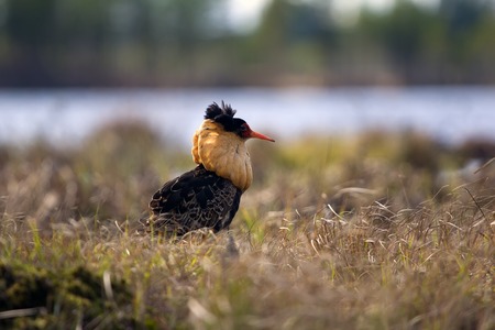Mating behaviour. Male ruffs are in state of self-advertising. Birds unfold luxurious frillの写真素材