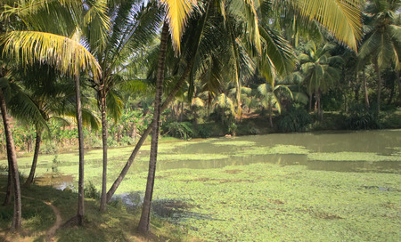 Well-maintained plantations of coconut palms 1. Pleasing to  eye garden. View from passing car