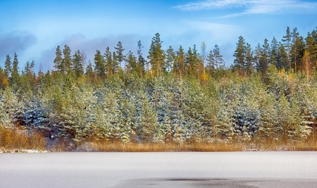 bright winter Sunny forest with snow and fir trees and lake. beautiful forest come cold weatherの写真素材