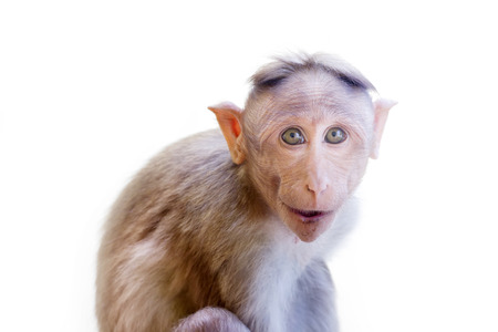 Indian macaques lat. Macaca radiata.  wild animal primates on a white background. one animal is a...