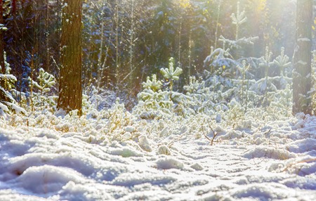 bright winter Sunny forest with snow and fir trees. early snow in autumn forestの写真素材