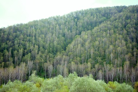 Autumn landscape in mountains. birch forest on slope
