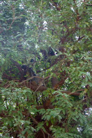 Flying soldiers of monkey God Hanuman 1. Bunch of monkeys (entellus langur, hanuman langur,...