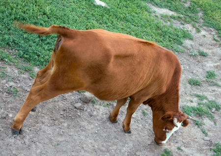 bull close-up in Altai mountains grazing. one farm animalsの写真素材