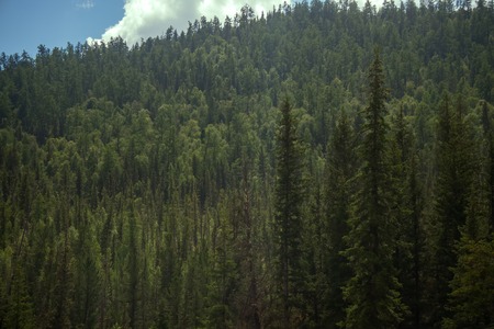Covered with mixed forests of the Altai mountains. North-East Asiaの写真素材