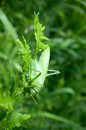 big Green Bush-Cricket (Tettigonia viridissima) in nature. grasshopper met in mountains on a green stemの写真素材