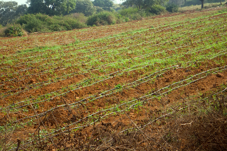 Idian farm, growing flowers in the open ground (drip irrigation), Stretched thin hoses