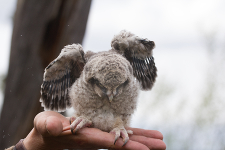 owl sits on palm in forestの写真素材