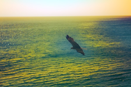 The sea eagles. Kites over Indian ocean. Tropical sunset and quiet surface of seaの写真素材