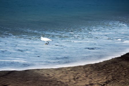 Typical birds of India in typical biotope 13. Shorebirds Little egrets (Egretta garzetta) and Greenshank (Tringa nebularia) on Bengal Bay shoreの写真素材