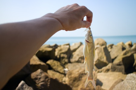 Fishing in India 2. Parvati fish caught in surf among the rocks. Kerala and Goa.の写真素材