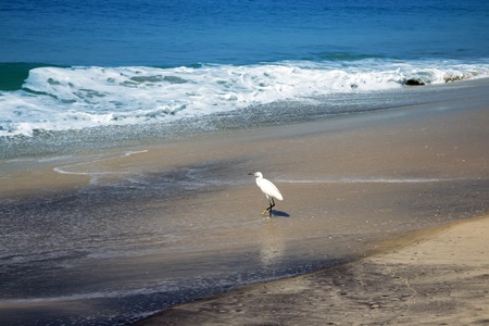 Typical birds of India in typical biotope 13. Shorebirds Little egrets (Egretta garzetta) and Greenshank (Tringa nebularia) on Bengal Bay shoreの写真素材