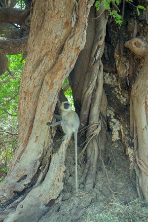 Hanuman langur (Presbytis entellus), sacred longtail monkey of India. Animals in butt-end of huge acacia. Temples Of Indiaの写真素材