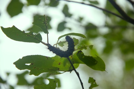 Lymantria dispar caterpillars at sunset. beautiful pest caterpillar in mountain woodsの写真素材