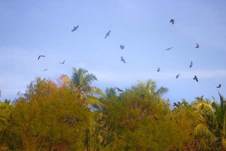 huge number of Indian house crows and some kites gathered in palm grove (camp bird). Kerala, Indiaの写真素材