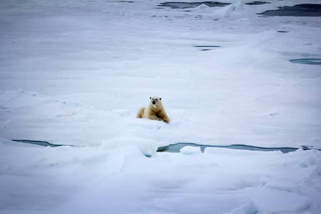 Polar bear near North pole (86-87 degrees north latitude). Never seen people and ships adult male approached large atomic icebreakerの写真素材