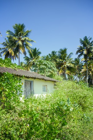tropical foliage lush with palm trees and a shack buried in wild plants. South of Indian subcontinentの写真素材