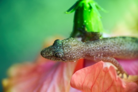 Tropical House Gecko on red flower like Cape Honeysuckle. India. Kerala, Januaryの写真素材