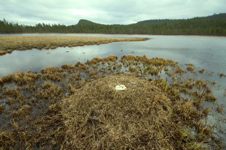foreground nest of Swan with huge eggs. Taiga river.の写真素材