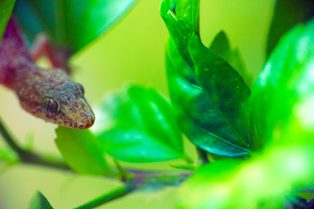 Tropical House Gecko on green leaf. Keralaの写真素材