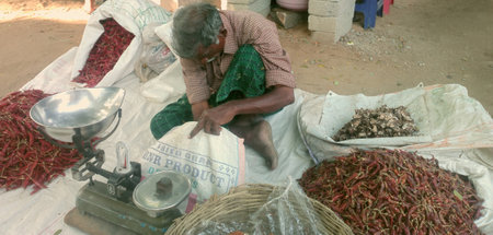 India, Puttaparthi - February 2, 2016: Street vendor (marketeer) of vegetablesのeditorial素材