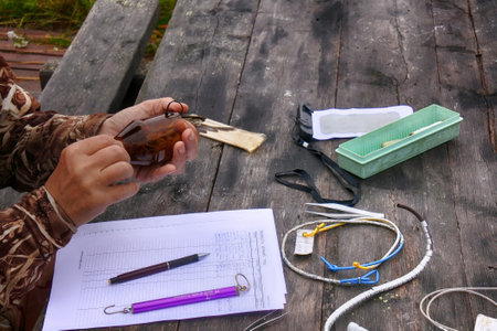Russia , Murmansk - September 18, 2016: Field scientific research. Ringing and morphometry birds as method to study migrations and population structure. Ornithologist weighing Redwing (Turdus iliacus), equipment on tableのeditorial素材