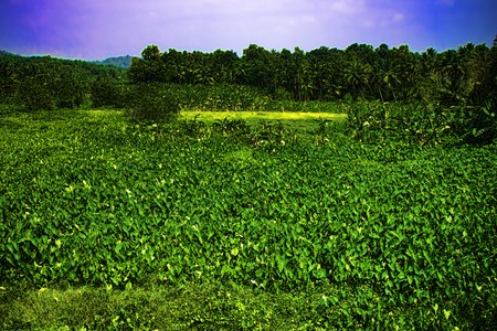 field of agriculture in India. green expanses of countryside harvestの写真素材