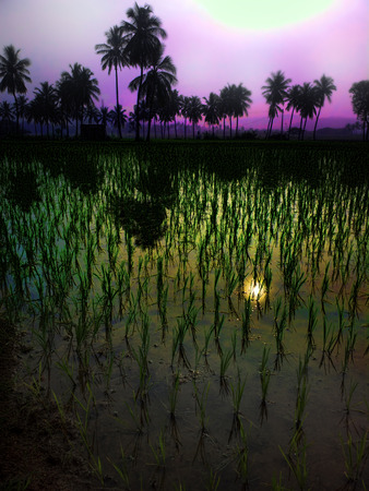 rice fields at sunset evening light. agriculture, Southeast Asiaの写真素材
