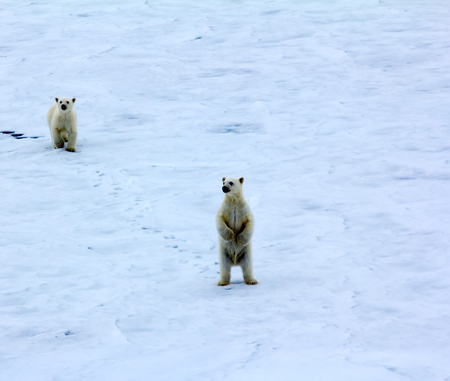 Polar bear near North pole (86-87 degrees). Cubs approached nuclear-powered icebreaker and stood up on his hind legs, trying to look at people on deckの写真素材