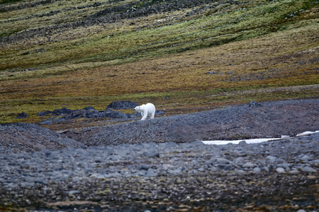 Polar bear on the Franz Josef Land. Arctic cold desert and areas of tundra on South side of mountainsの写真素材