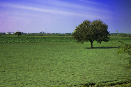 field of agriculture in India. green expanses of countryside harvestの写真素材