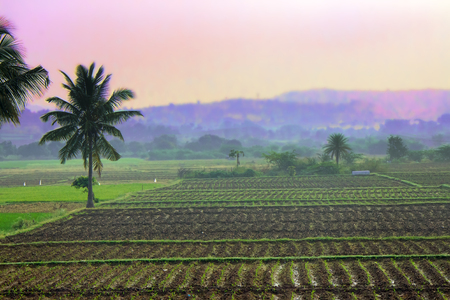rice fields in Asia classic tropical agriculture and lifeの写真素材