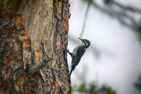 Three-toed woodpecker (Picoides tridactylus, male) - typical species of Northern forest, coniferous taigaの写真素材