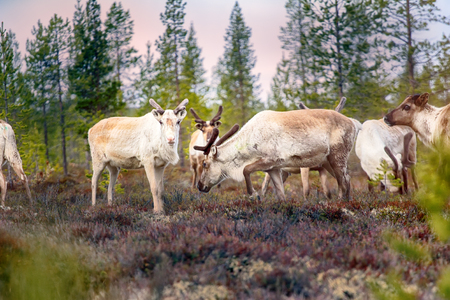 Feral reindeer. These animals are already few live in neutral zone of Russian-Norwegian border and breed here. Refund of caution and wild instinctsの写真素材