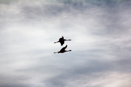 Gray Crane (common crane, Grus grus) - pair of nesting birds flying around on background of cloudsの写真素材