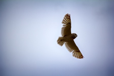 Nocturnal birds of prey. Short-eared owl (marsh owl, Asio flammeus) flies over nest, looking downの写真素材