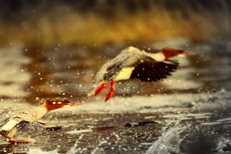 Difficult take-off diving birds. Dynamic shot: goosander ( Mergus merganser), running start in fountains sprayの写真素材