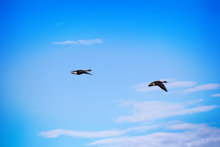 Forest-breeding bean goose (Anser fabalis fabalis) - flock (male is larger) of breeding geese flying around. Photos for identifying bird in flight (for birdwatchers). Laplandの素材 [FY31079110447]