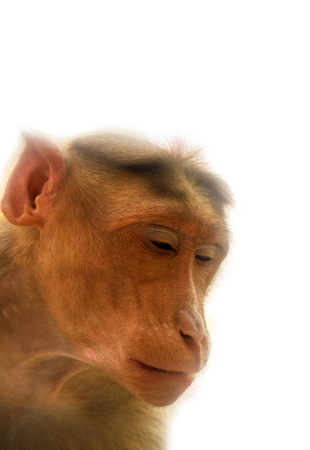 Facial expressions of monkeys are similar to human. Entertaining portraits of Indian monkey