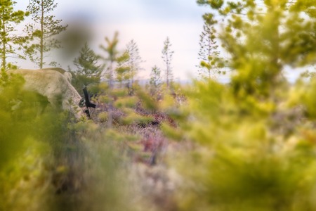 Feral reindeer. These animals are already few live in neutral zone of Russian-Norwegian border and...