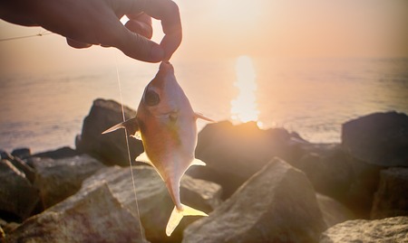 Fishing in India. This triggerfish caught on clam meat, picked up on beach. Kerala and Goaの写真素材
