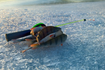 Winter ice fishing perch and rod. trophies many fish striped